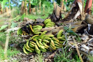 Banane-Guadeloupe-Martinique